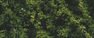 Woodland Scenics 1130 Premium Fine Leaf Foliage(TM) for Model Landscaping - 75 Cubic Inches (1.2 Cubic Meters) of Dark Green Foliage in A Scale