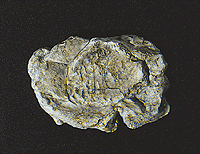 Woodland Scenics 1237 Flexible and Durable Rock Molds for Model Scenery - Size 5 x 7 inches (12.7 x 17.7 cm) -- Wind Rock A Scale